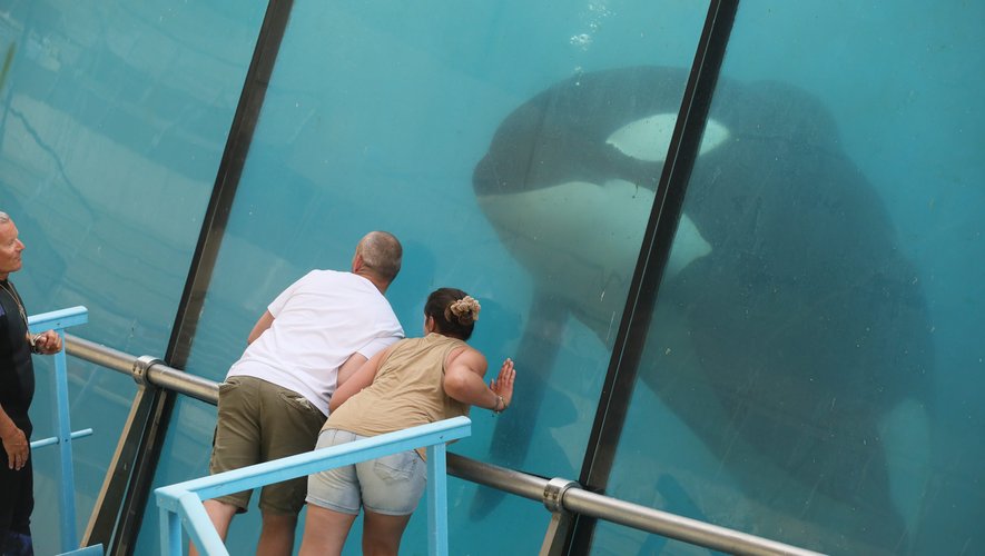 Les Conséquences de la Fermeture du Bassin Marineland sur les Cétacés